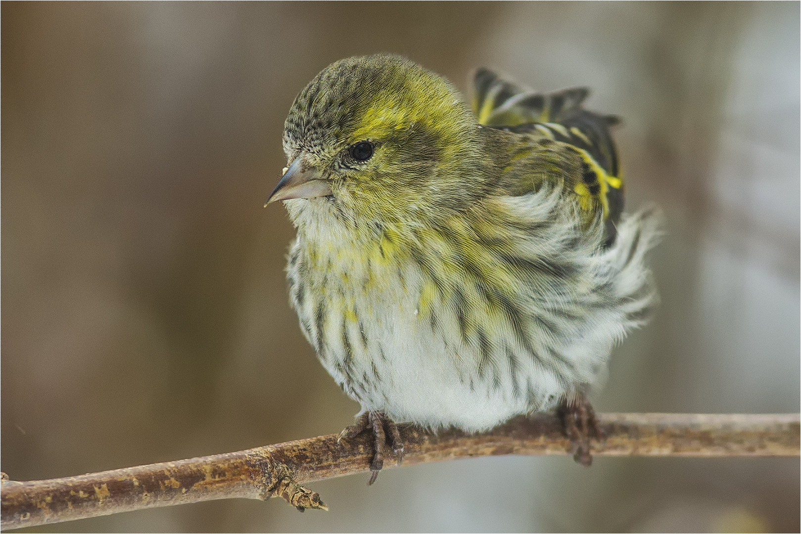 … Gern gesehener Wintergast …