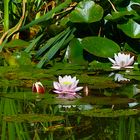 Gern schau ich in den Teich