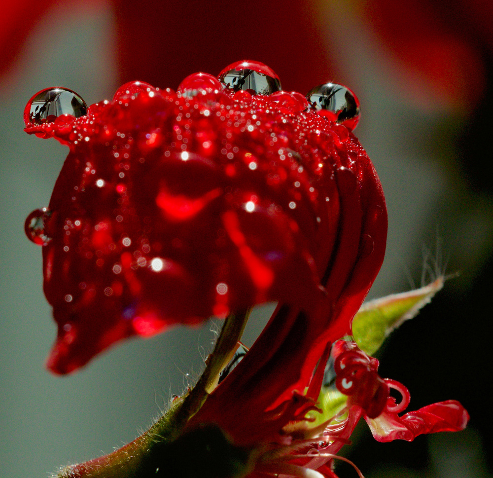 Gernaienblüte nach dem Regen (3)