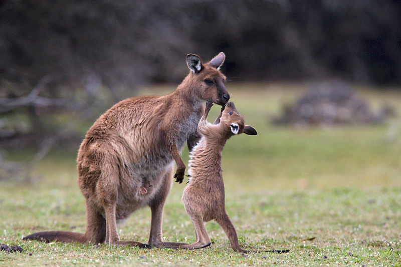 Gerne würde das junge Känguru mit der Mutter spielen