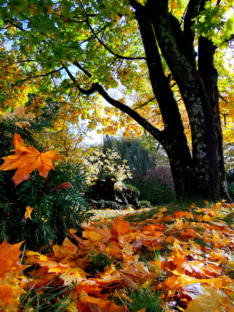 Gernsbach im Murgtal im Herbst 