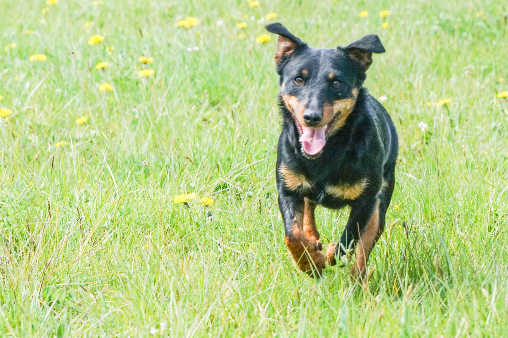 Gero (Deutscher Jagdterrier) 