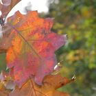 gerötetes Herbstblatt am Abend