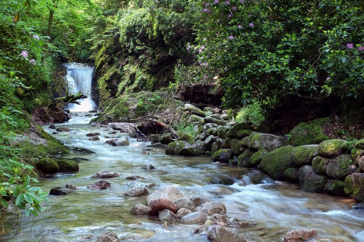 Geroldsau - Der Wasserfal und die Rhododendren