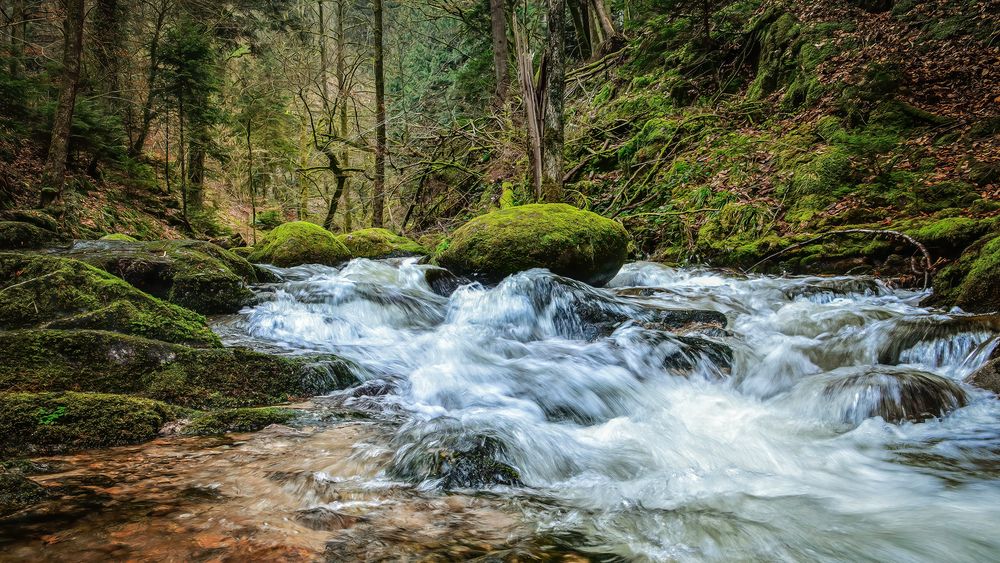 Geroldsauer Wald