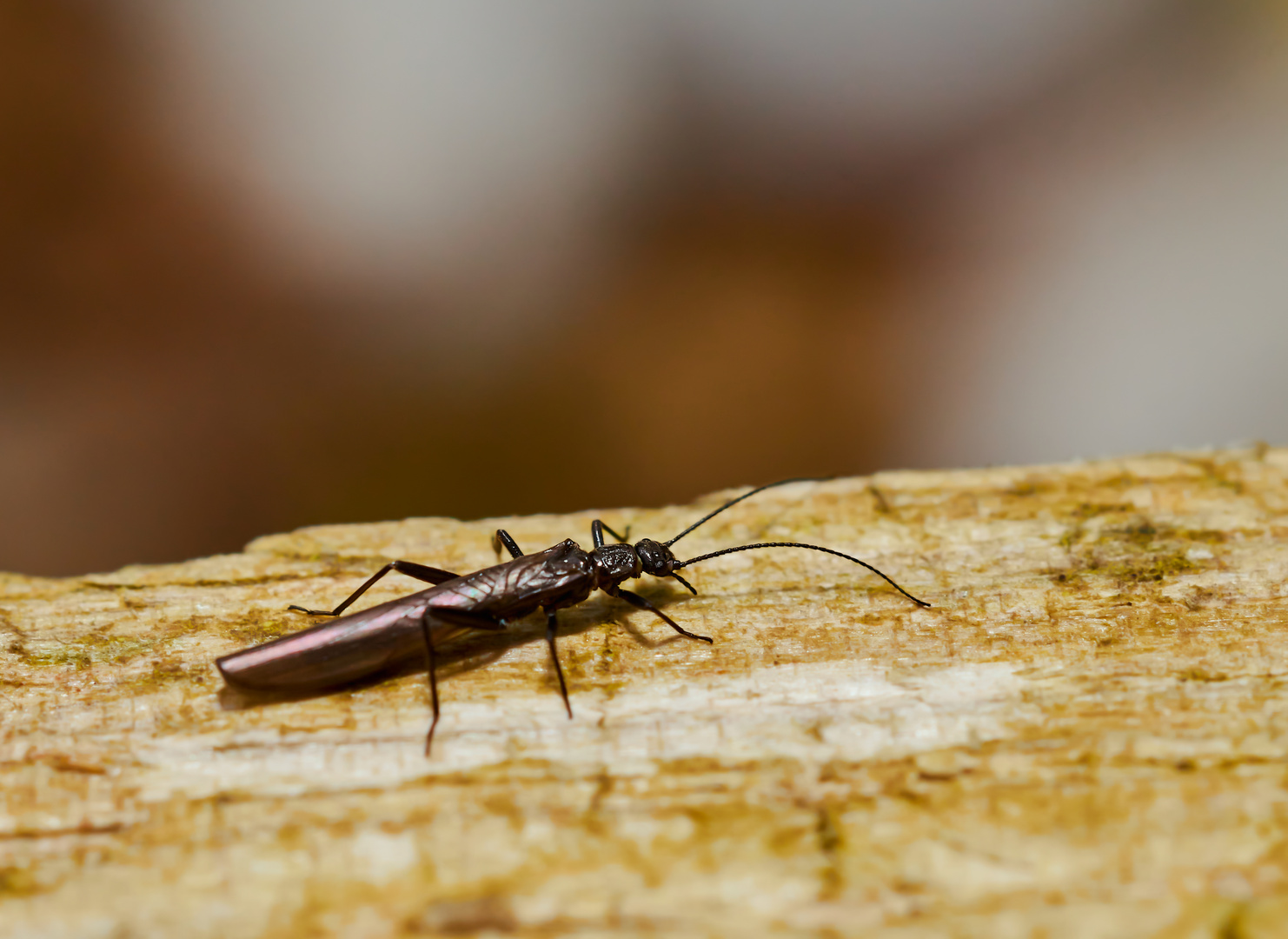 Gerollte Steinfliege (Leuctridae sp.)