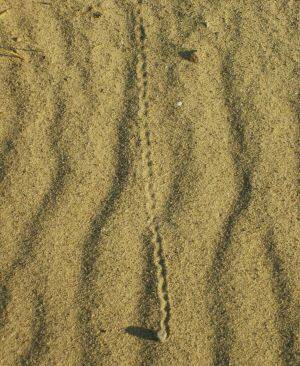 gerolltes Steinchen im Sand