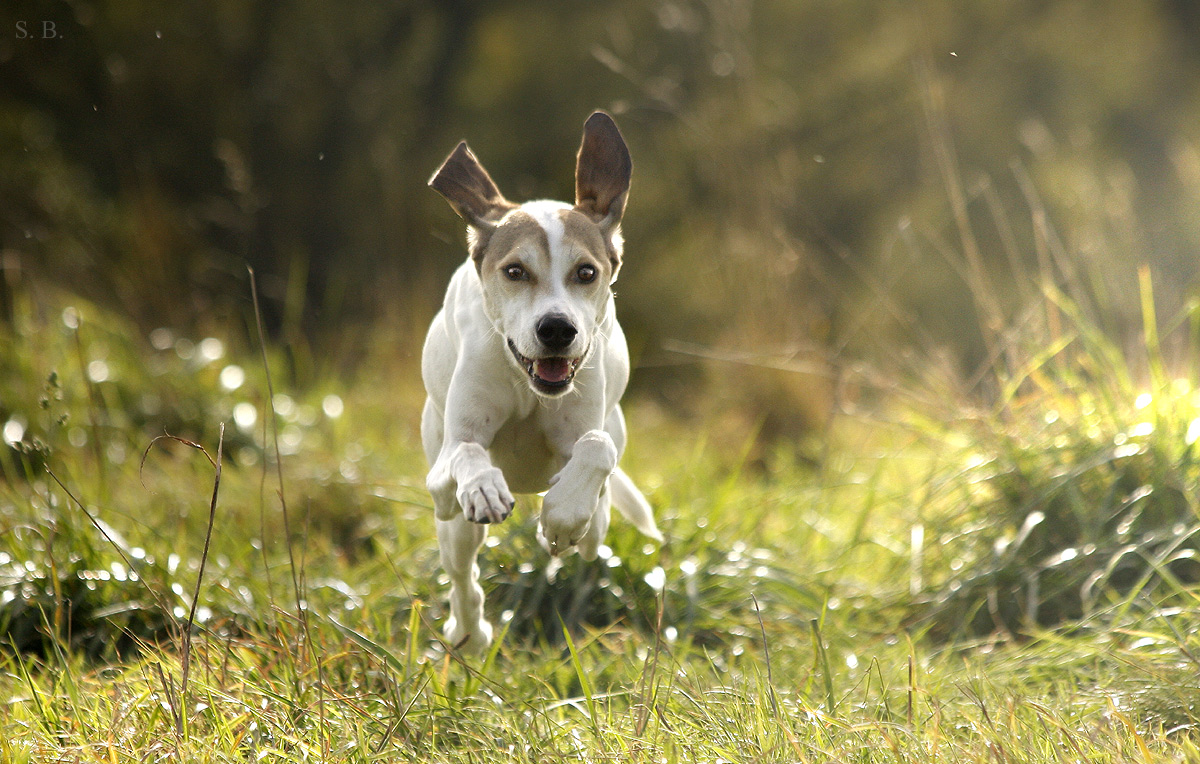 - Geronimo und der Herbst -