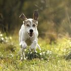 - Geronimo und der Herbst -