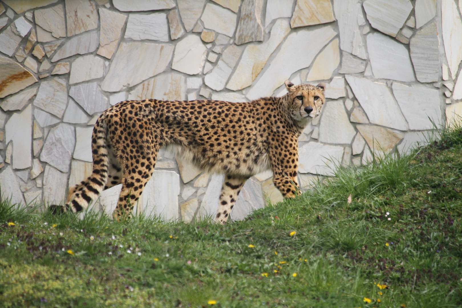 Gerpard im Euregiozoo Aachen