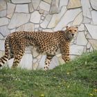 Gerpard im Euregiozoo Aachen