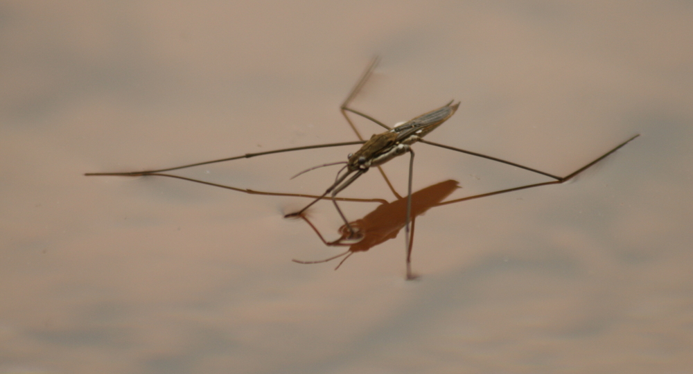 Gerridae auch Wasserläufer genannt