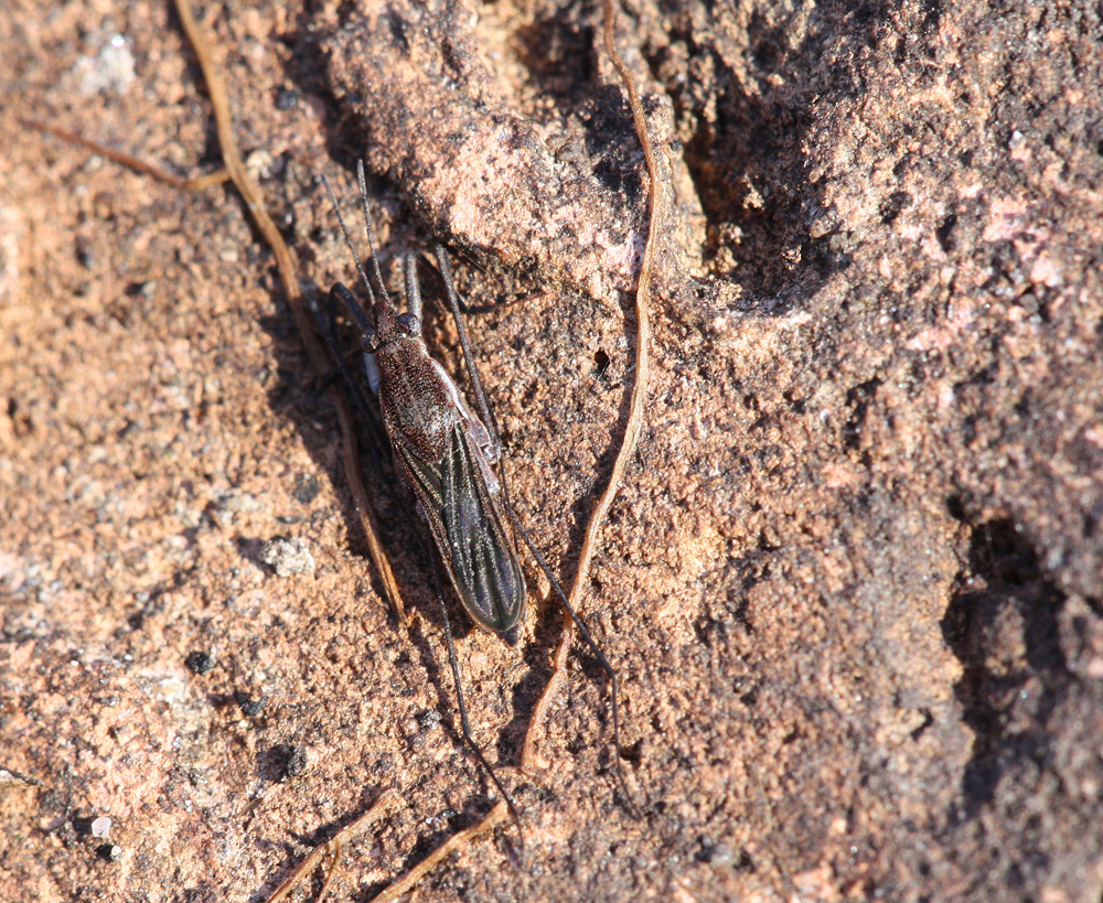 Gerris cf argentatus - Wasserläufer