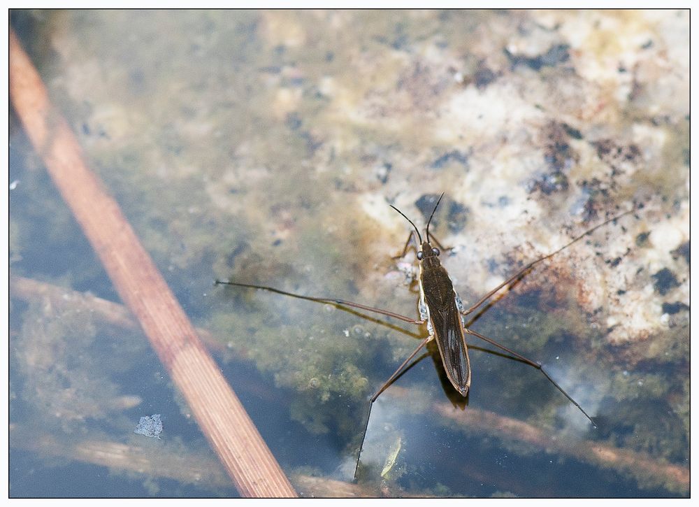 Gerris dans la mare de Gil