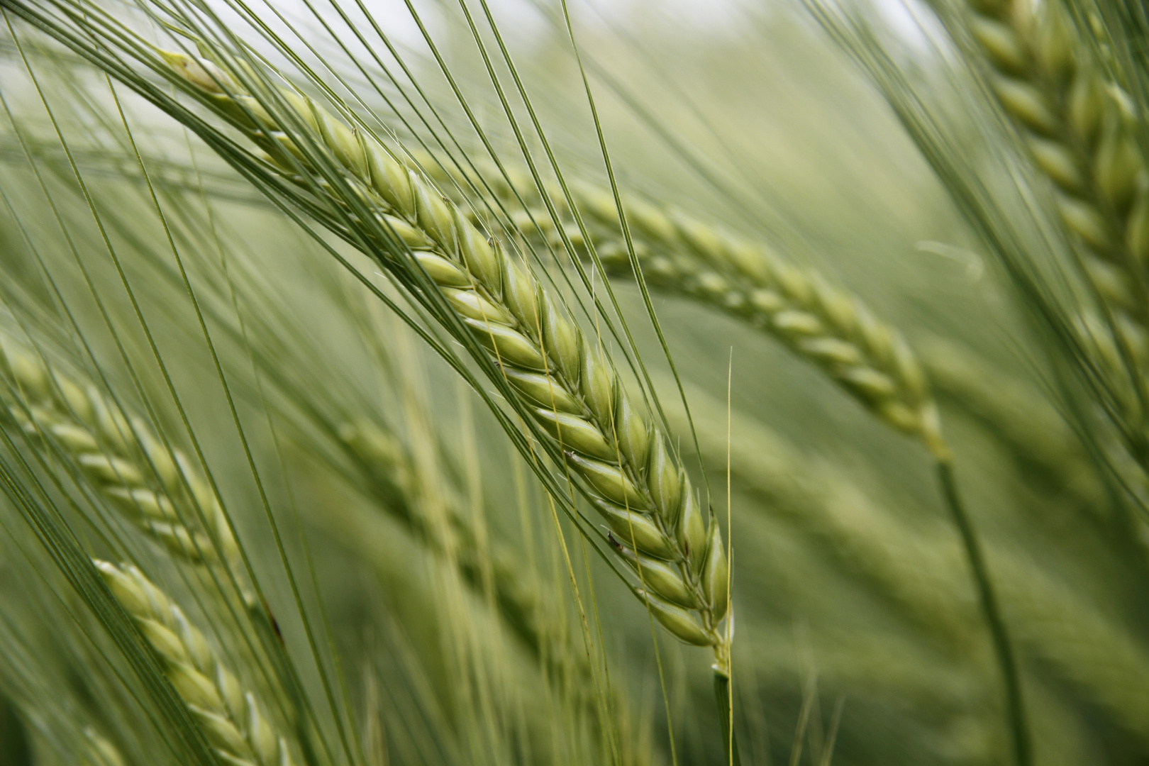 Gerste Foto & Bild | pflanzen, pilze & flechten, getreide und