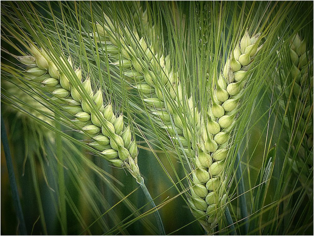 Gerste Foto & Bild | pflanzen, pilze & flechten, landschaft