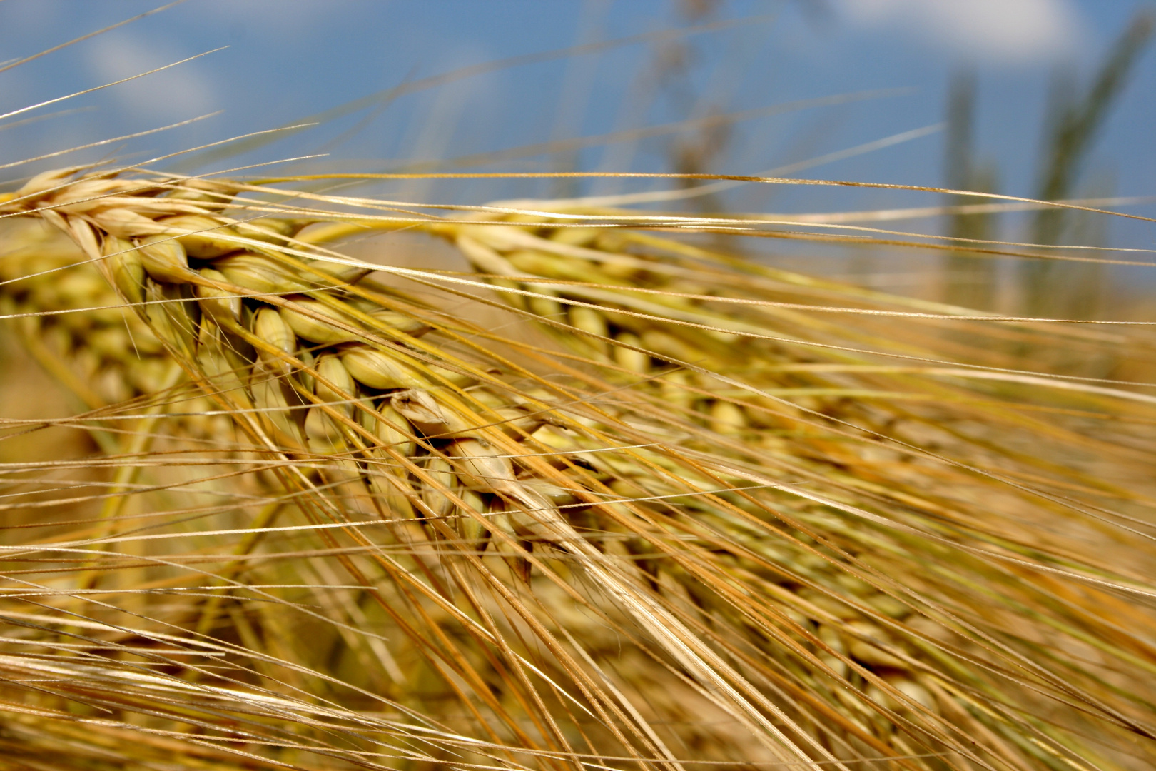 Gerste Foto & Bild | pflanzen, pilze & flechten, getreide und