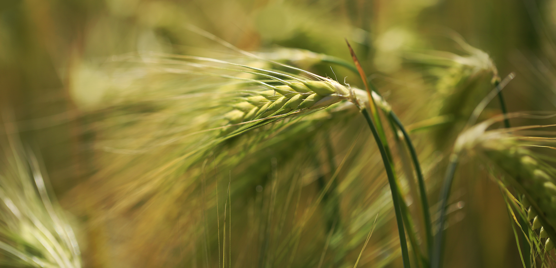 Gerste am Sommertag