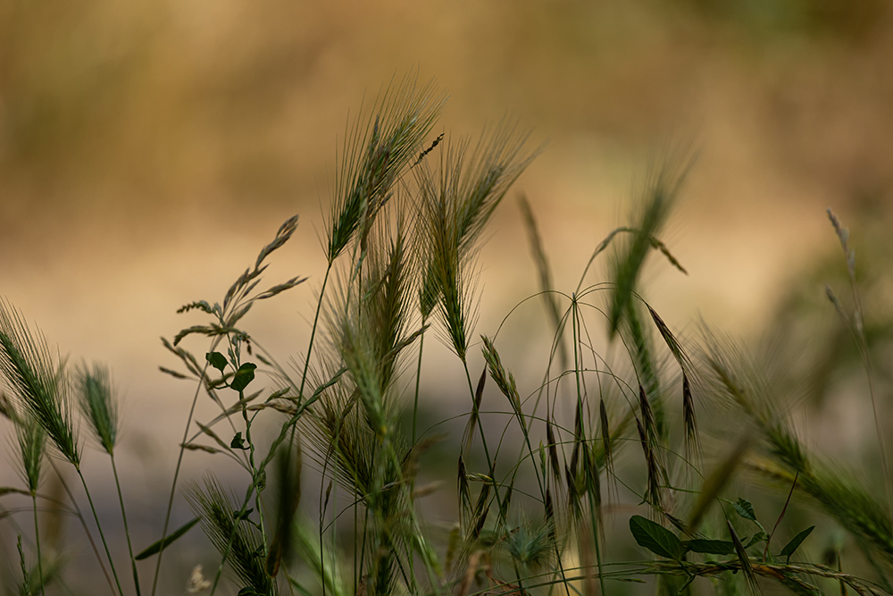 Gerste-an-der-Elbe-