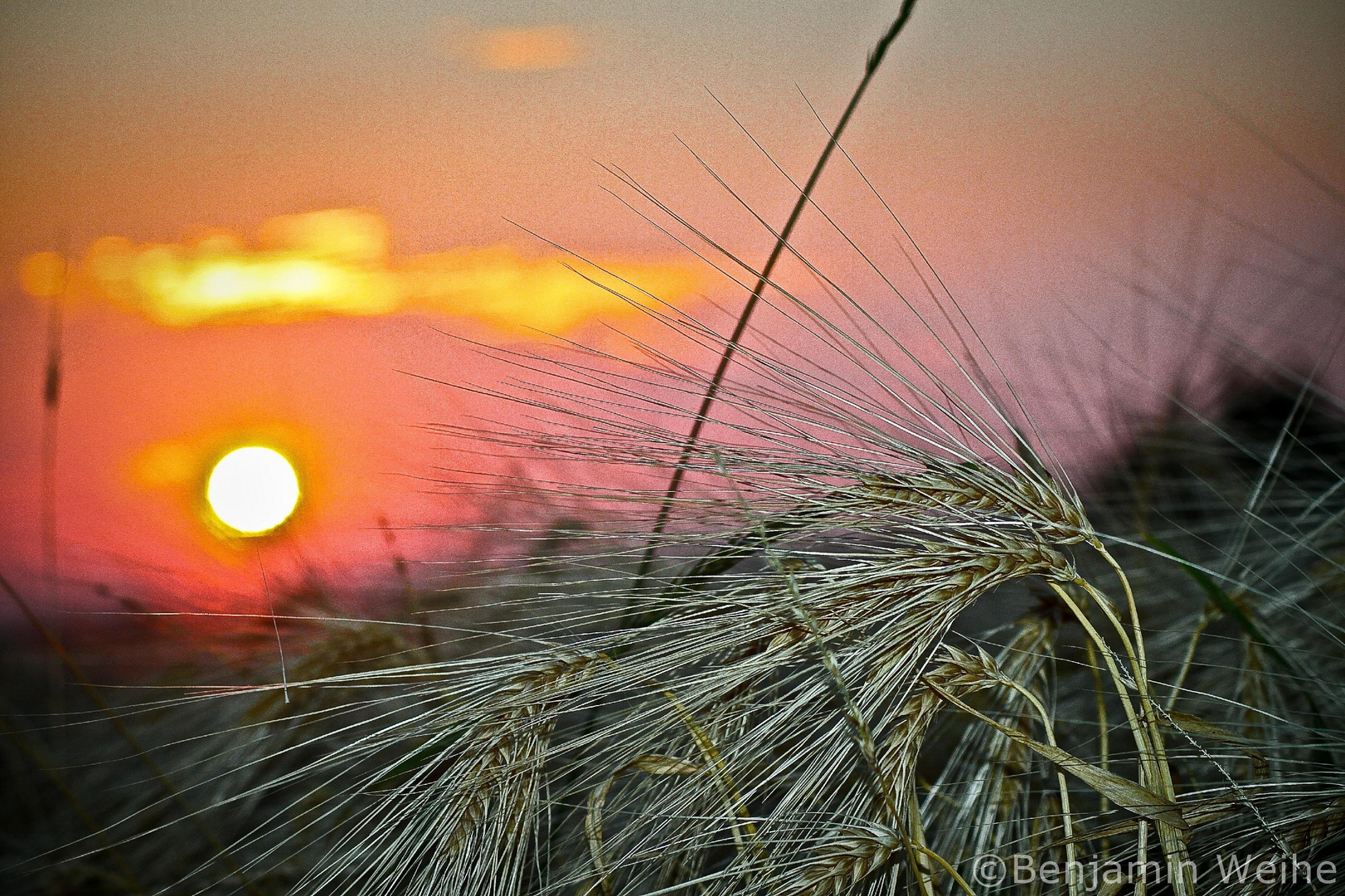 Gerste bei Sonnenuntergang