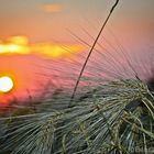 Gerste bei Sonnenuntergang