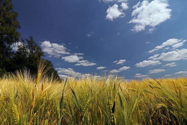 Gerste bei Timmerlah