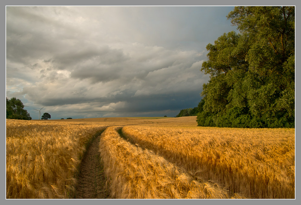 Gerste im Abendlicht