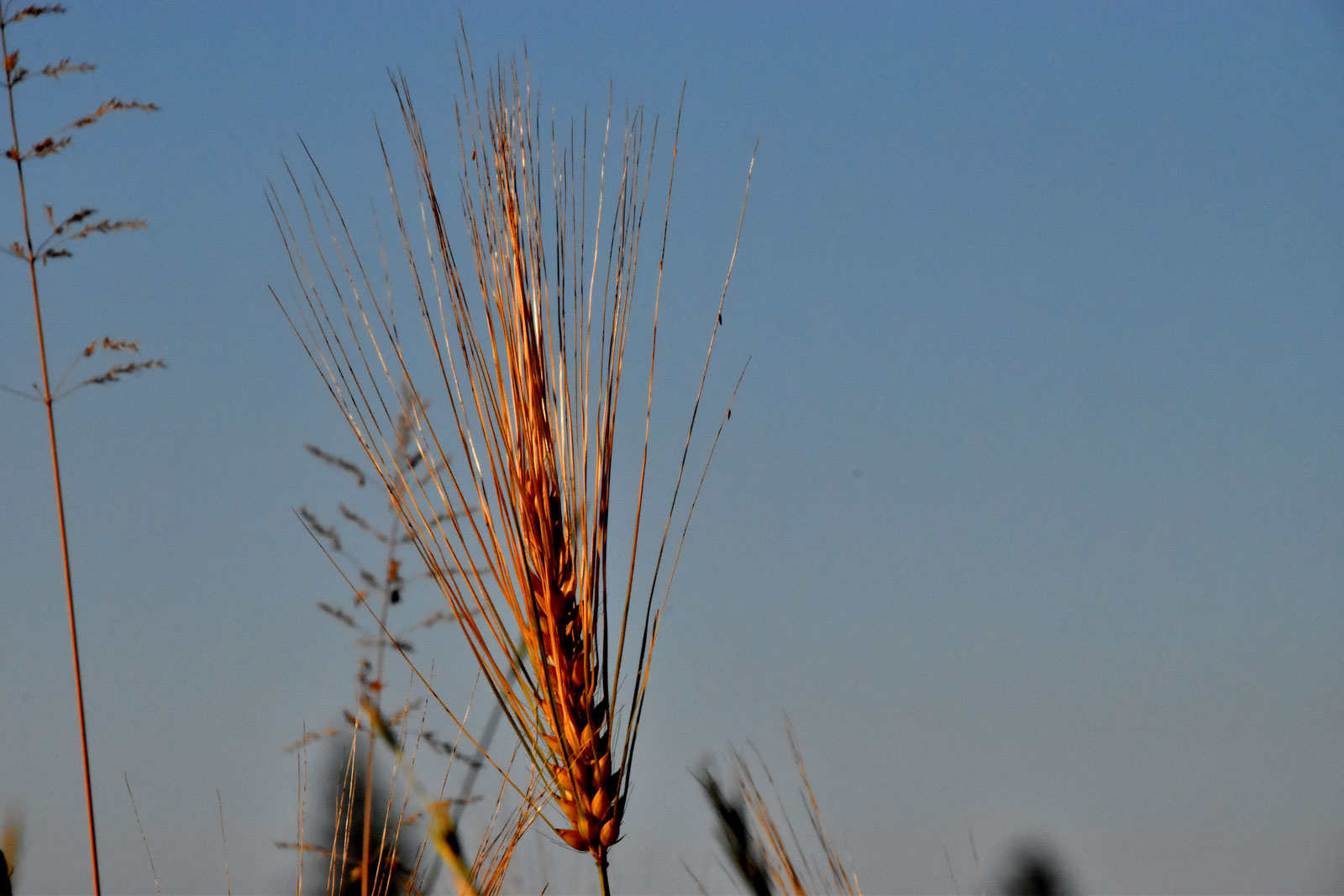 Gerste im Abendrot