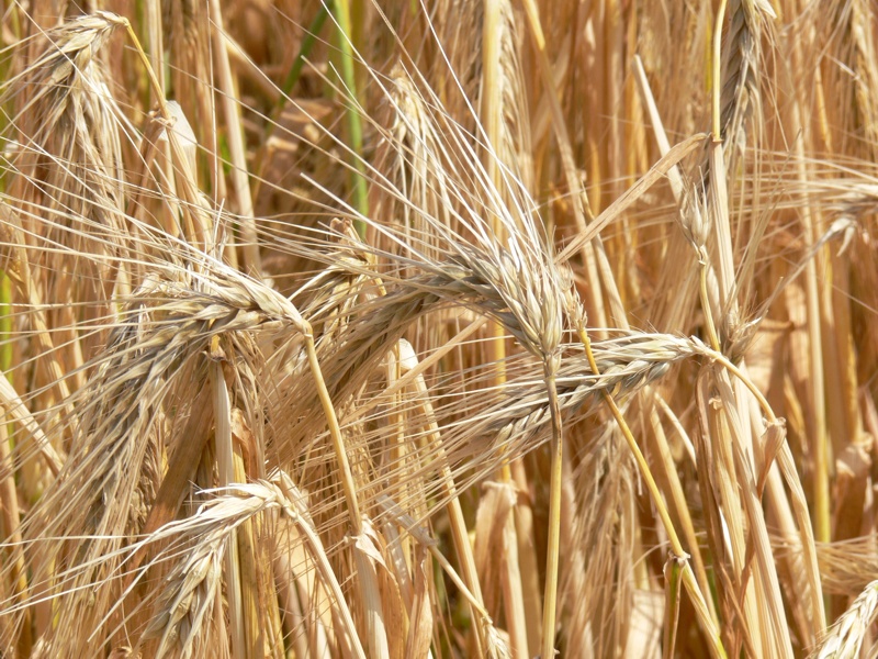 Gerste im Ruhrtal