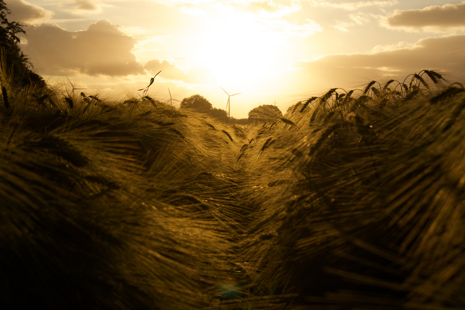 Gerste im Sonnenuntergang