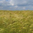 Gerste im Wind