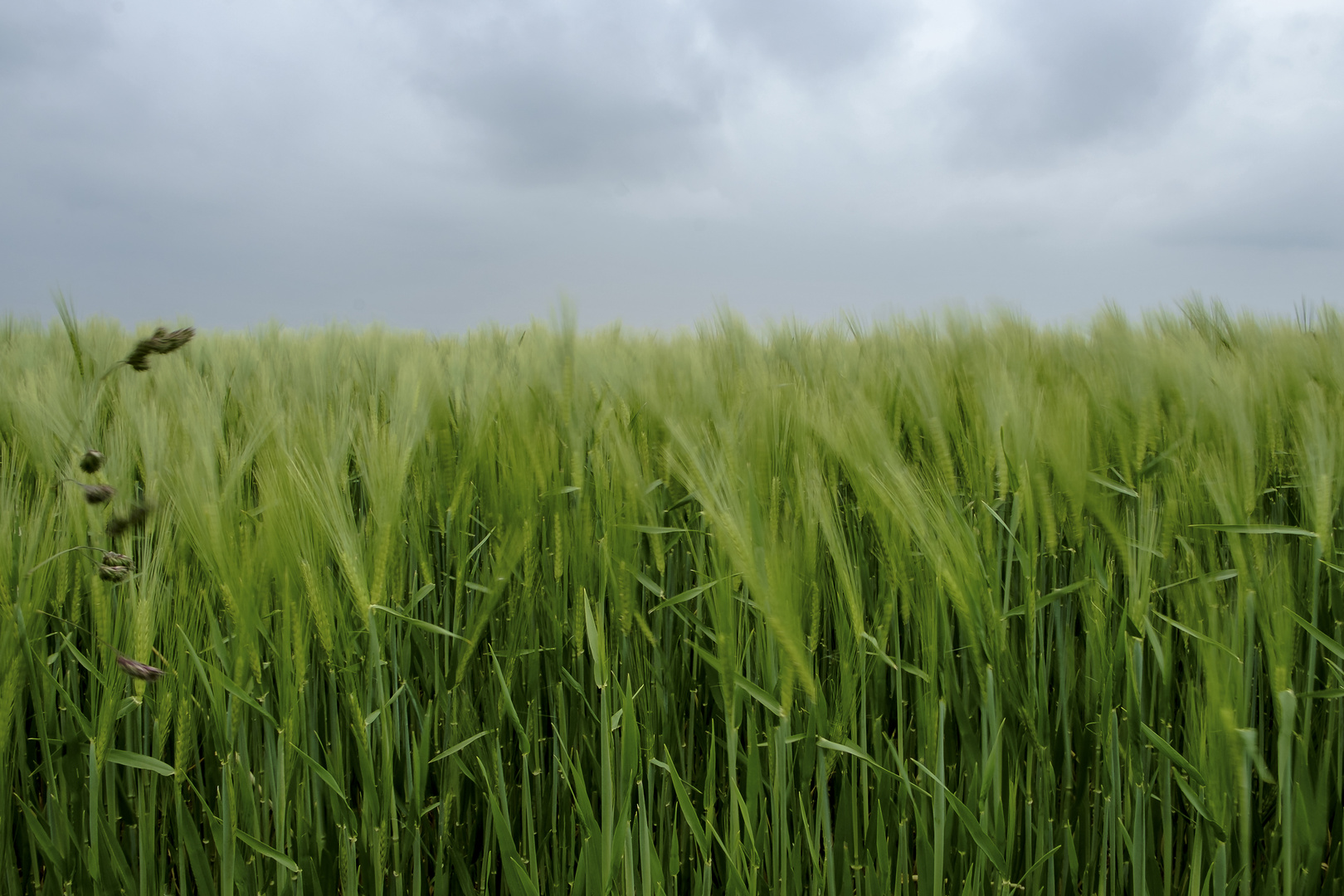 Gerste im Wind