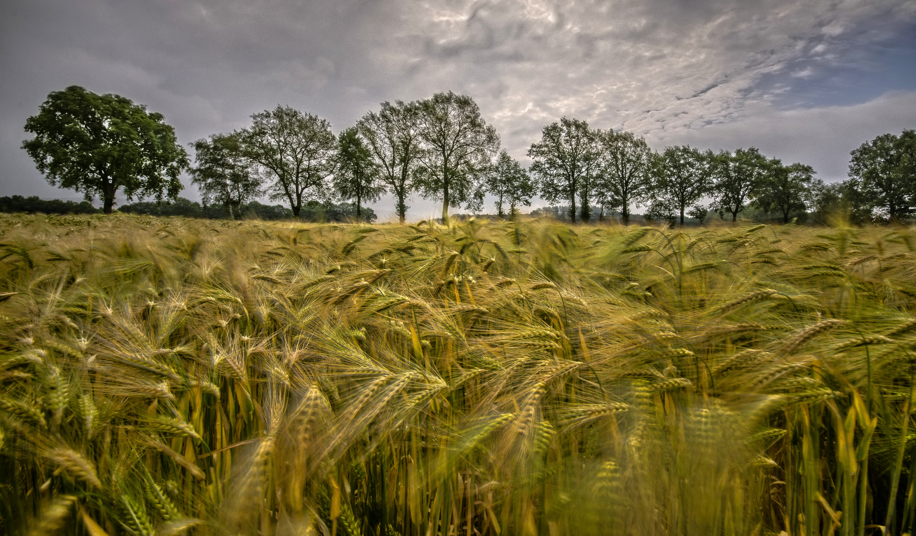 Gerste im Wind