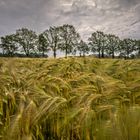 Gerste im Wind