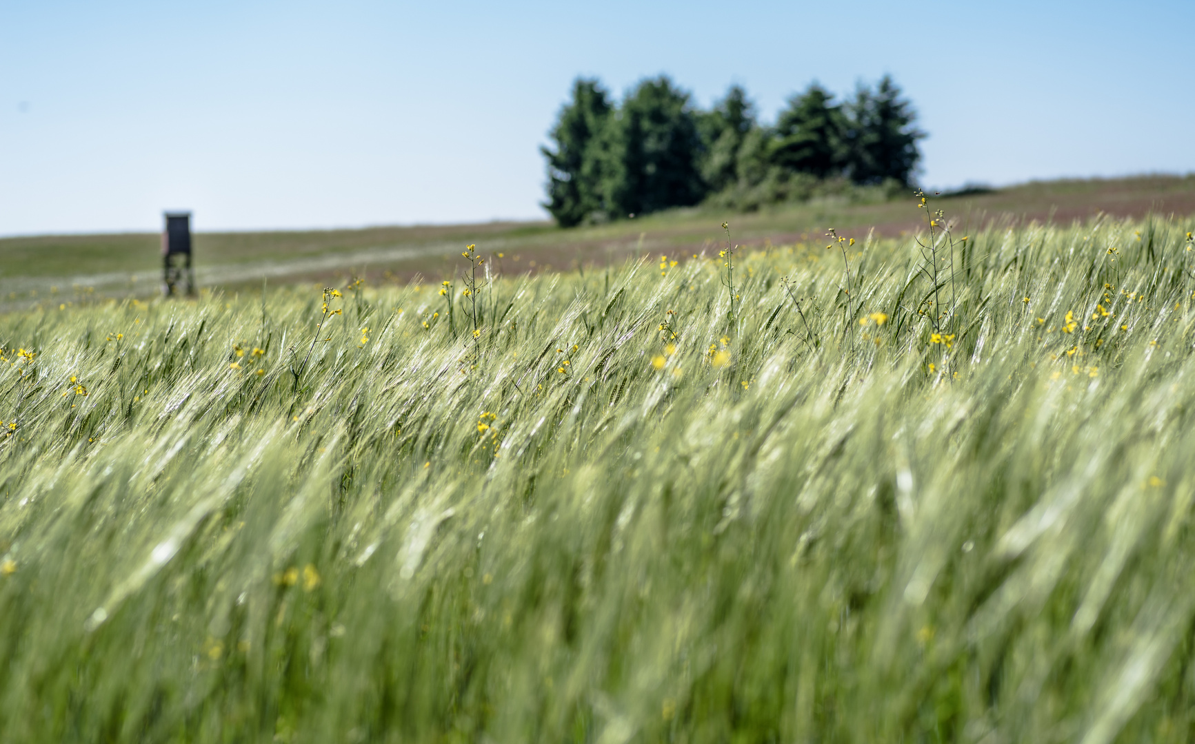 Gerste im Wind