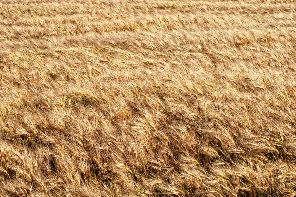 Gerste im Wind