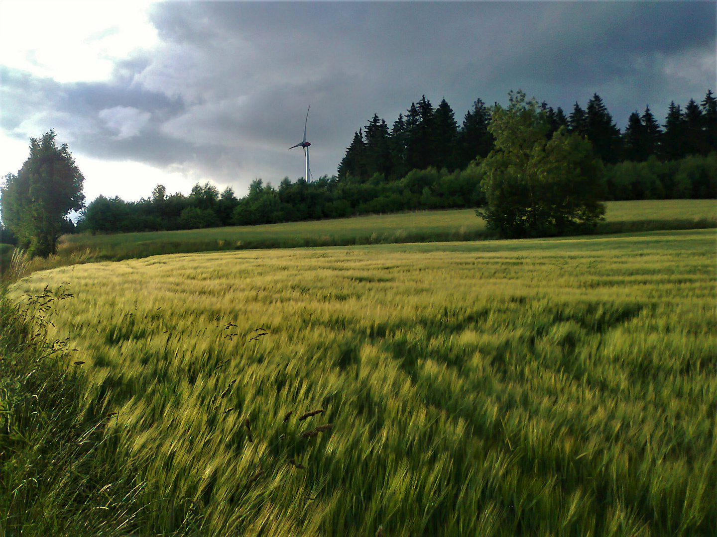 Gerste im Wind