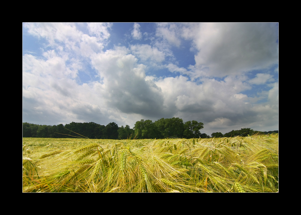 Gerste im Wolkenrausch