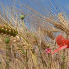 Gerste mit Moonblume