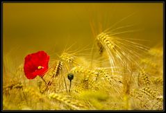 Gerste & Mohn