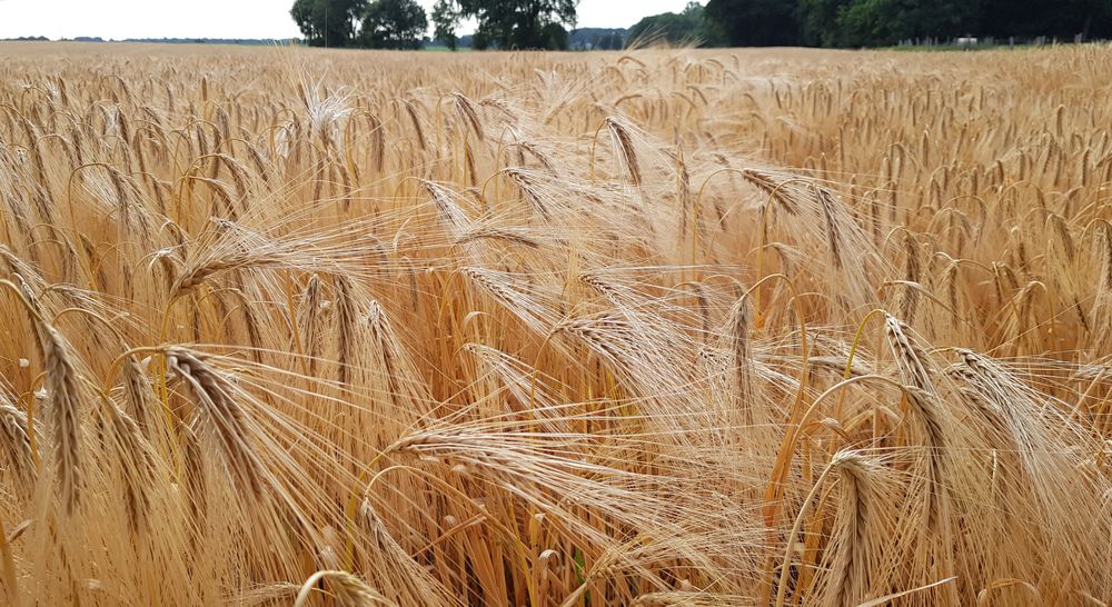 Gerste ohne Saft Foto & Bild | jahreszeiten, sommer, natur Bilder auf