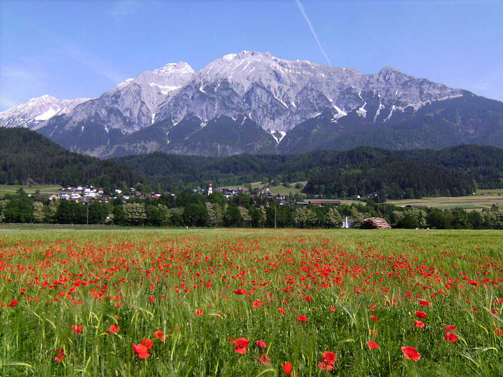 Gerste und Mohn