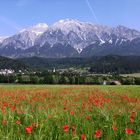 Gerste und Mohn