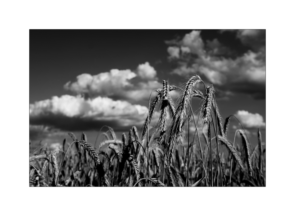 Gerste und Wolken