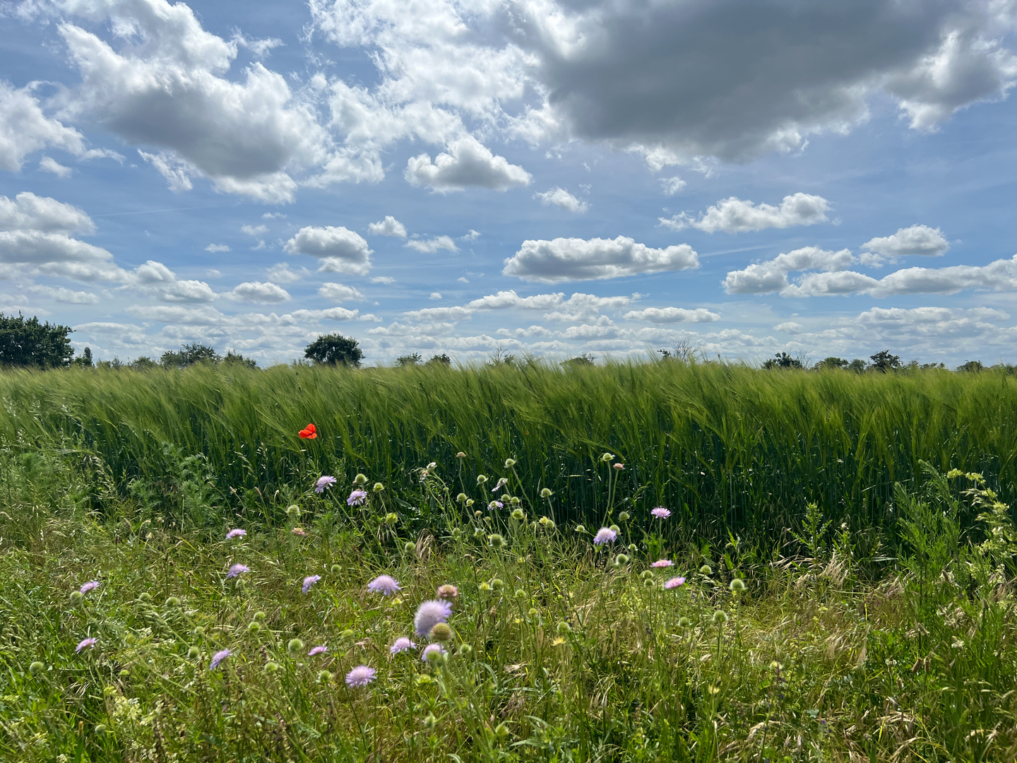 Gerste und Wolken