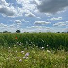 Gerste und Wolken