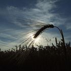 Gersten-Ähre im Gegenlicht