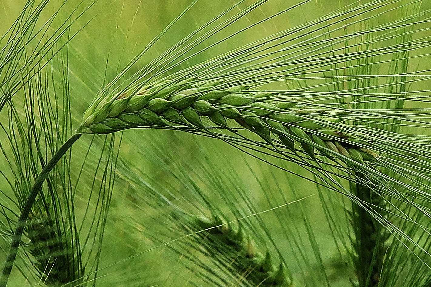 Gersten-Ähre kurz vor der Ernte Foto & Bild | sommer, felder, natur ...
