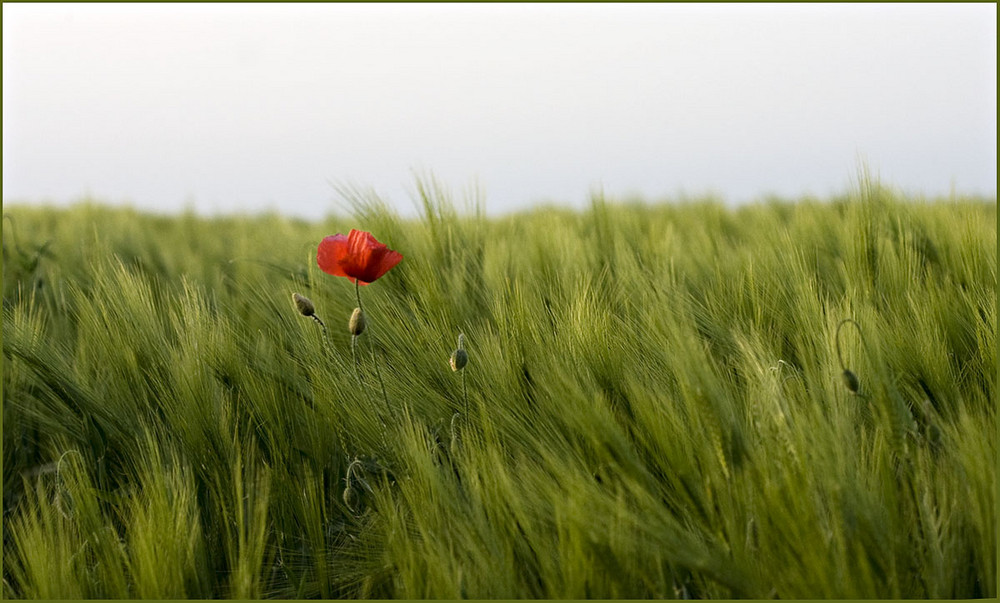 Gersten - Mohn