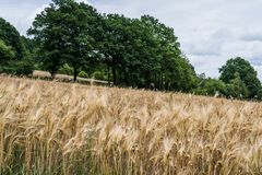 Gerstenähren im Wind